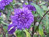 Aster Mauve 